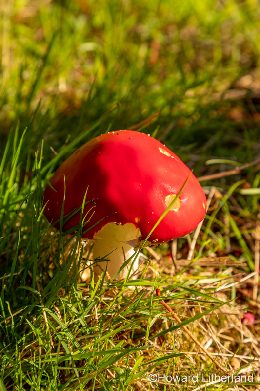 Fly Algaric redcap toadstool