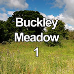 Video of a summer meadow in Buckley, North Wales
