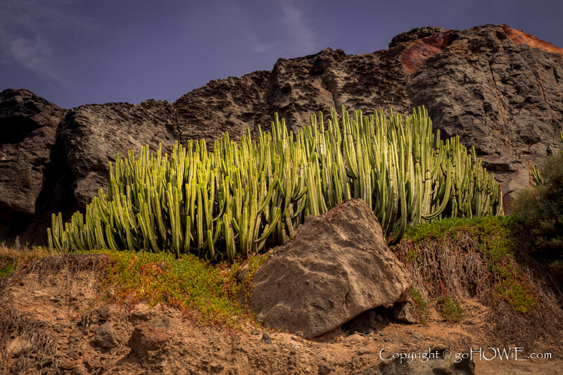 Cactus patch at Puerto Rico, Gran Canaria, Seychelles