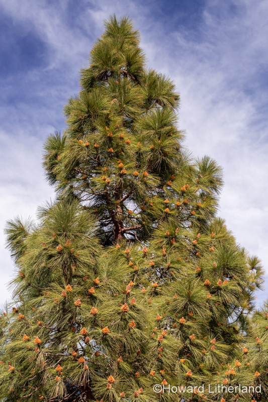 Cloud pine tree on Gran Canaria, Canary Islands