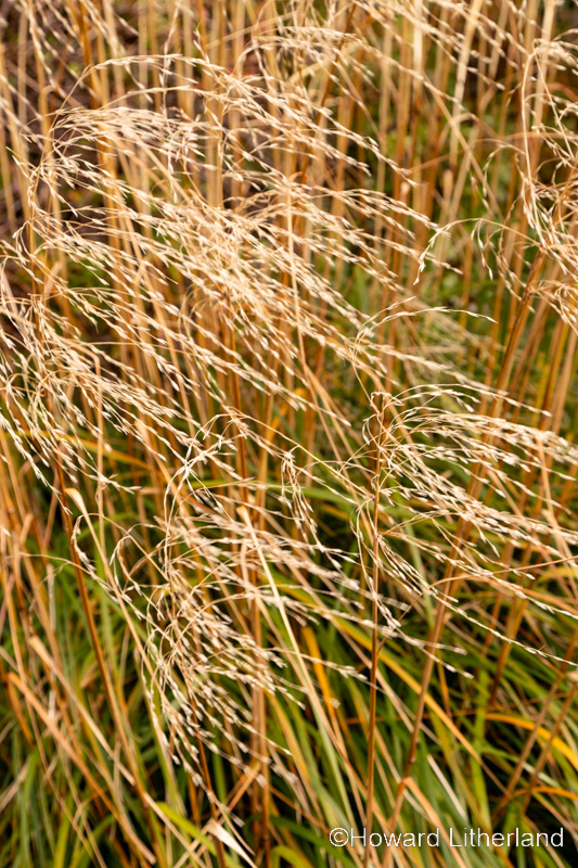 Grass with seeds heads in autumn