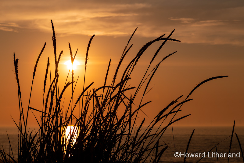 Coastal grass in silhouette at sunset on the North Wales coast at Llandudno