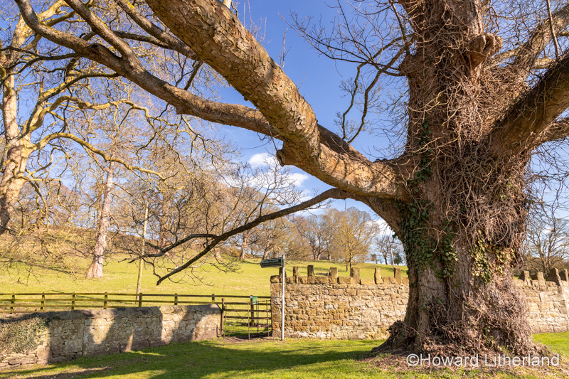 Large ancient tree at Gwysaney, near Mold, North Wales