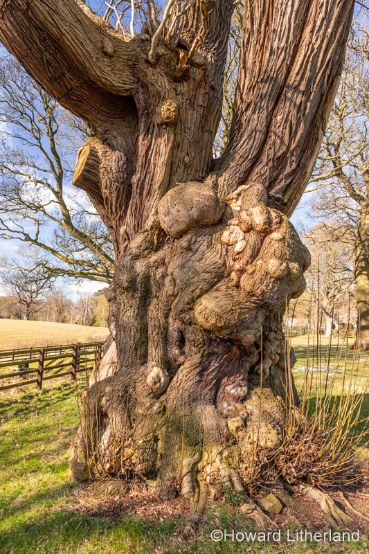 Large ancient tree at Gwysaney, near Mold, North Wales