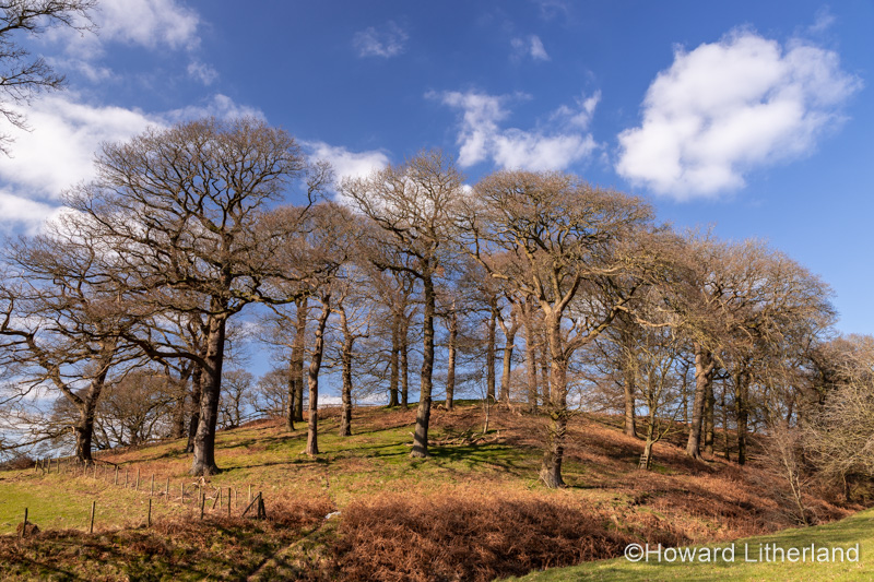Copse of trees, Gwysaney Estate, North Wales
