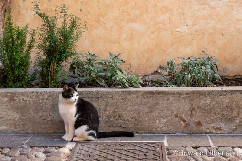 Cat in the street at Castellaro Lagusello near Lake Garda in northern Italy