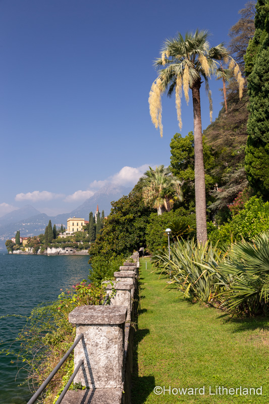 Palm tree at Villa Monastero near Varenna on Lake Como, Italy