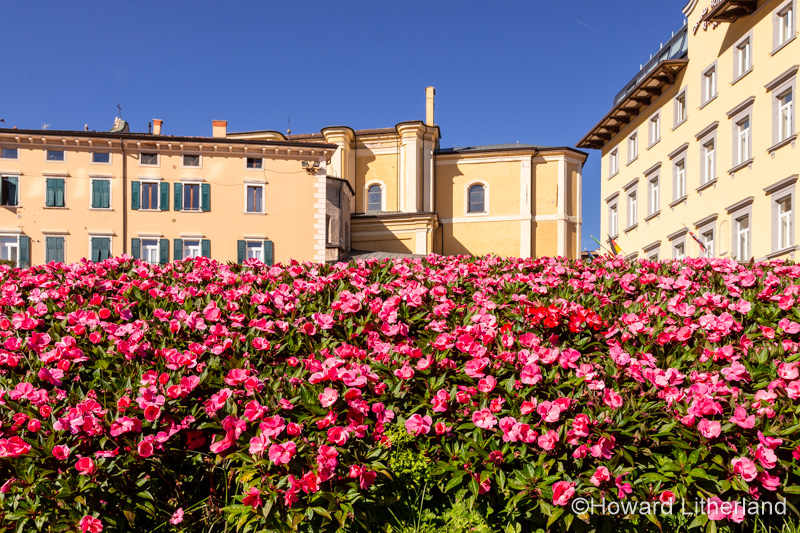 Colourful flowers at Riva del Garda on Lake Garda, Italy