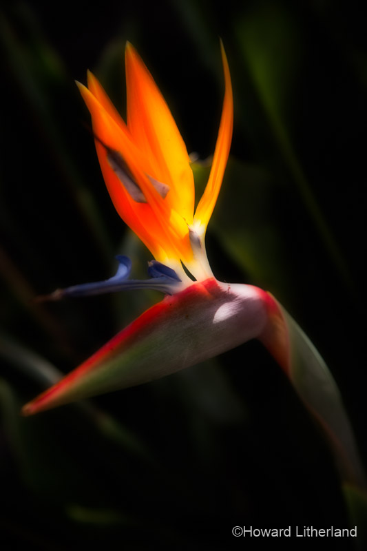 'Bird of Paradise' flower on La Gomera in the Canary Islands