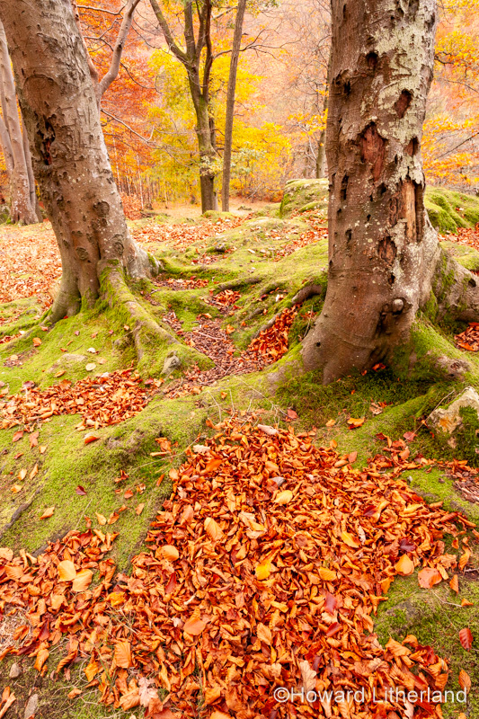 Lake District in autumn colours at Grasmere