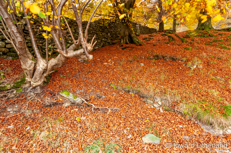 Lake District in autumn colours at Grasmere