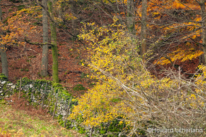 Lake District in autumn colours at Grasmere