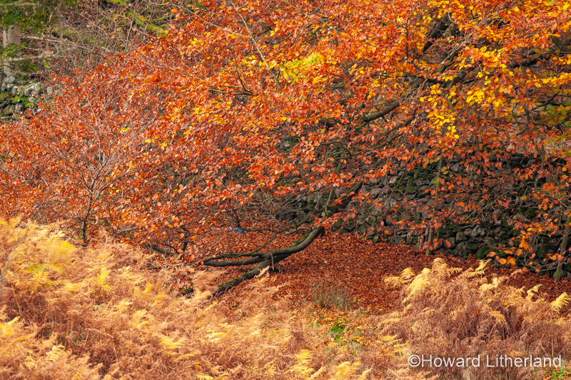 Lake District in autumn colours at Grasmere