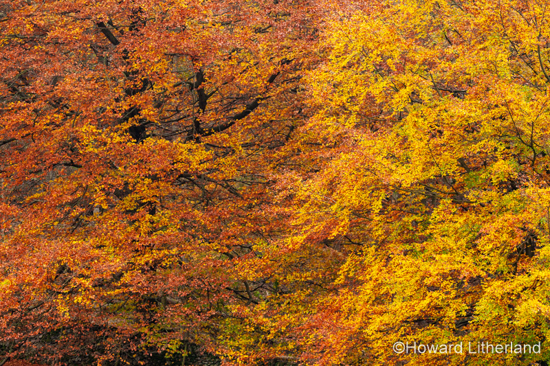 Lake District in autumn colours at Grasmere