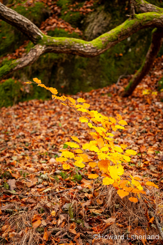 Lake District in autumn colours at Grasmere