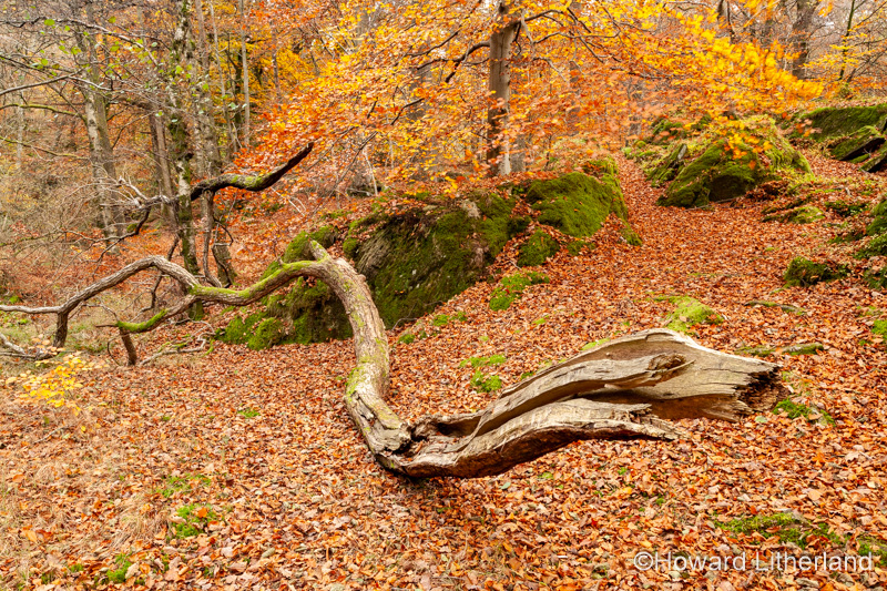 Lake District in autumn colours at Grasmere