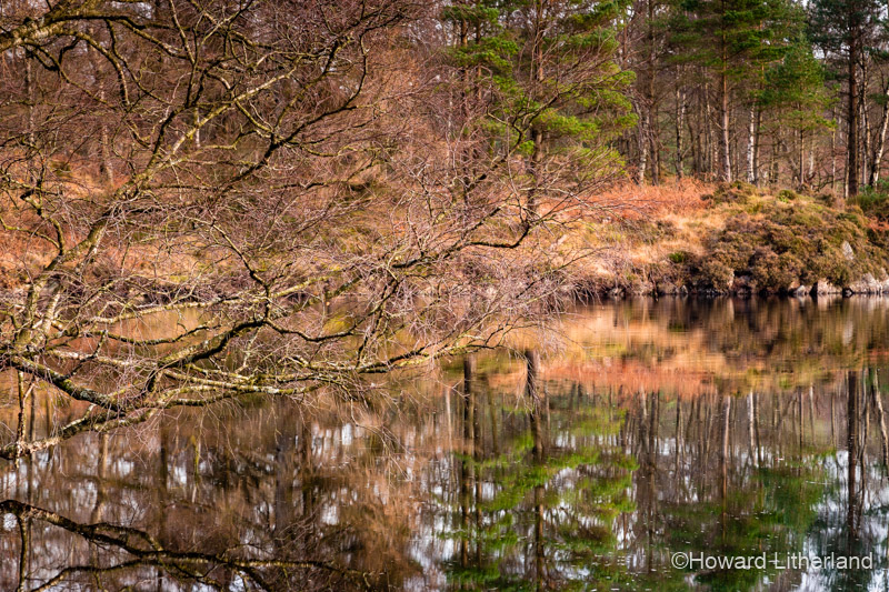 Trees in autumnal colours reflecting in the waters of Tarn Hows in the Lake District, Cumbria, England