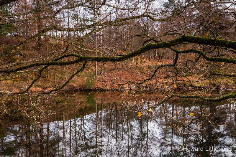 Trees in autumnal colours reflecting in the waters of Tarn Hows in the Lake District, Cumbria, England