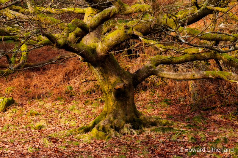 An old oak tree in autumnal colours at Tarn Hows in the Lake District, Cumbria, England