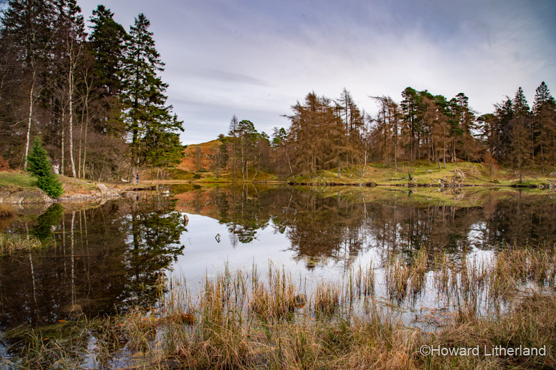 Trees in autumnal colours reflecting in the waters of Tarn Hows in the Lake District, Cumbria, England