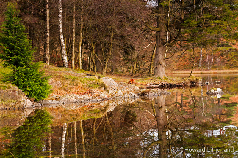 Trees in autumnal colours reflecting in the waters of Tarn Hows in the Lake District, Cumbria, England