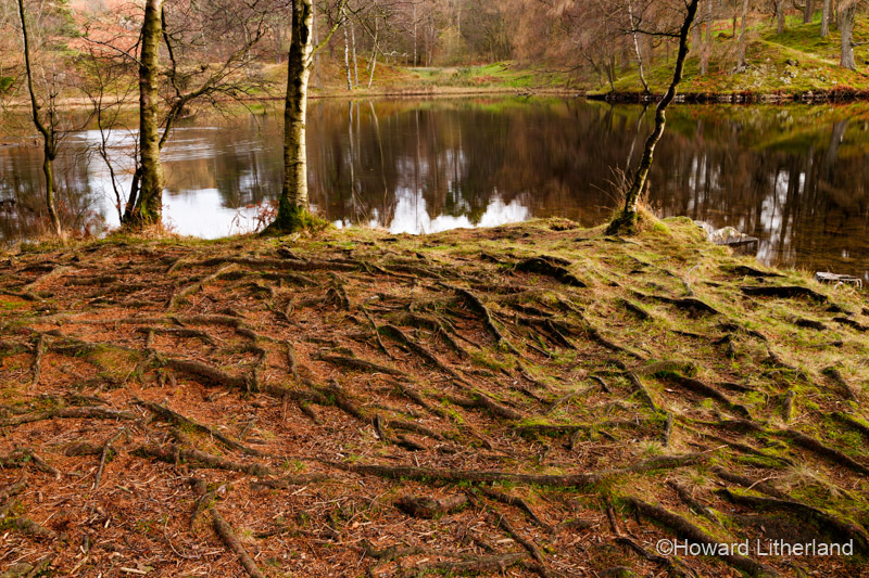 A mat of tree roots in autumnal colours at Tarn Hows in the Lake District, Cumbria, England