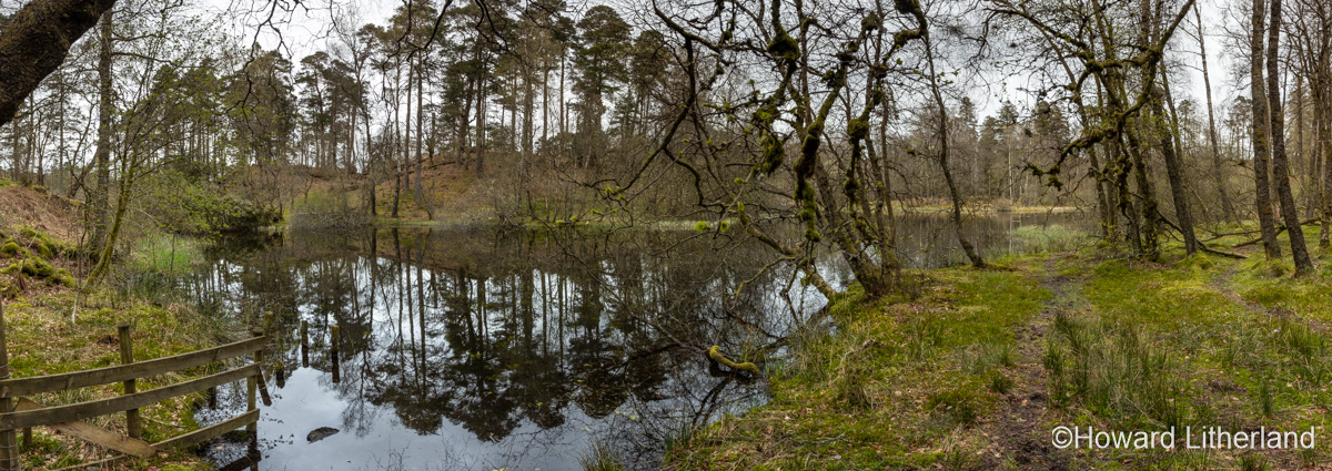 Panoramic view of Tarn Hows lake in the Lake District, Cumbria, England