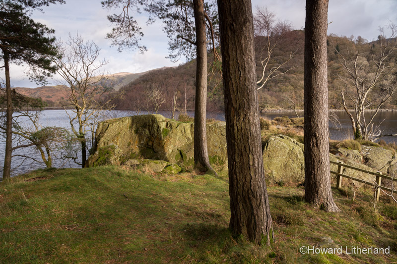 Shoreline trees in autumn sunshine at Thirlmere, Lake District, Cumbria, England