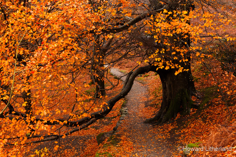 Beech tree in autumn colours at Ullswater, Lake District, Cumbria, England