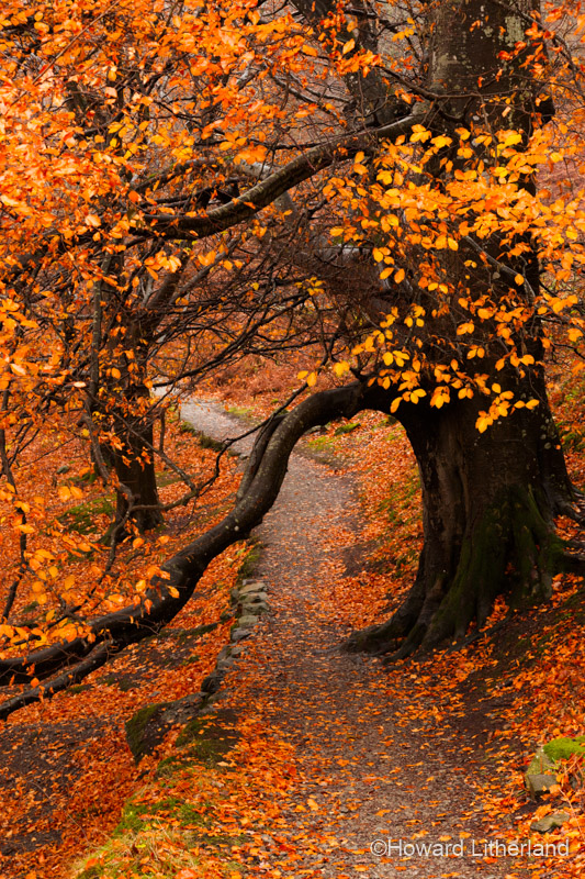 Beech tree in autumn colours at Ullswater, Lake District, Cumbria, England