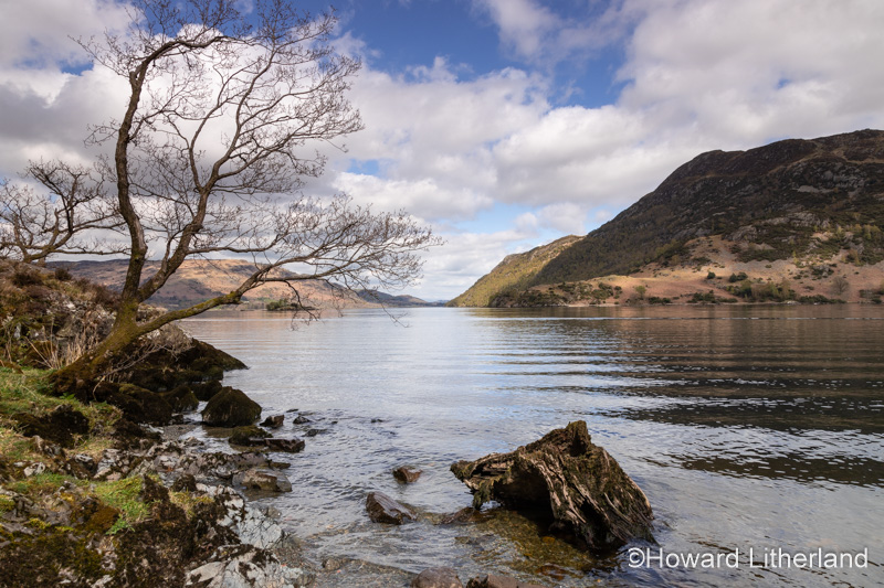 Tree at Ullswater in the Lake District, Cumbria, England