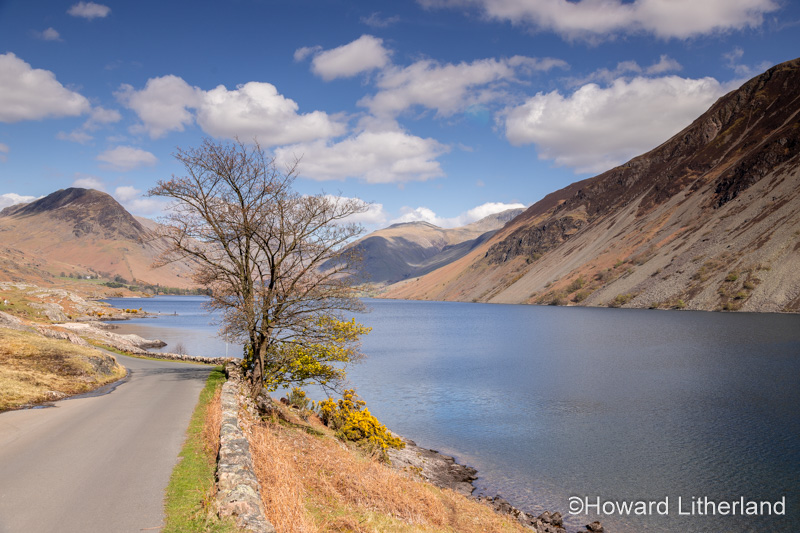 Tree, lake and mountains, Wastwater, Lake District, England