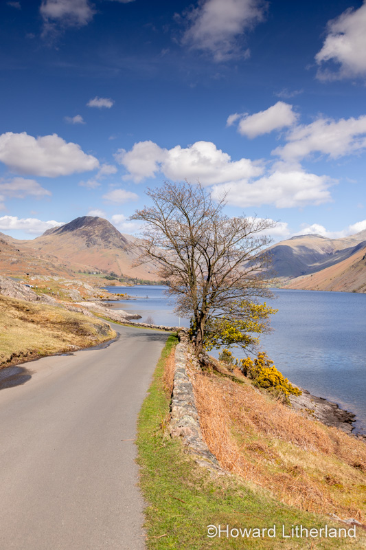 Tree, lake and mountains, Wastwater, Lake District, England