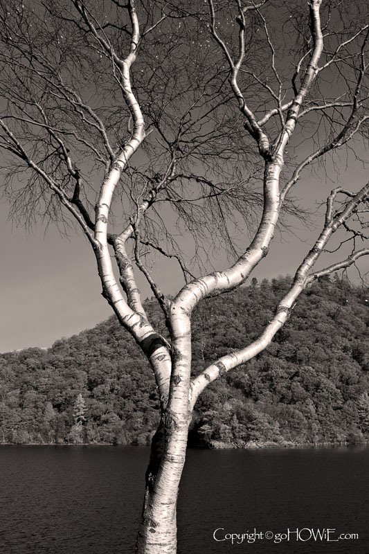 Tree and lake, Thirlemere, Lake District