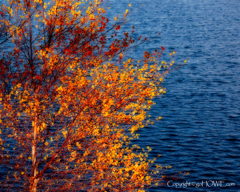 Autumn tree and lake, Thirlemere, Lake District