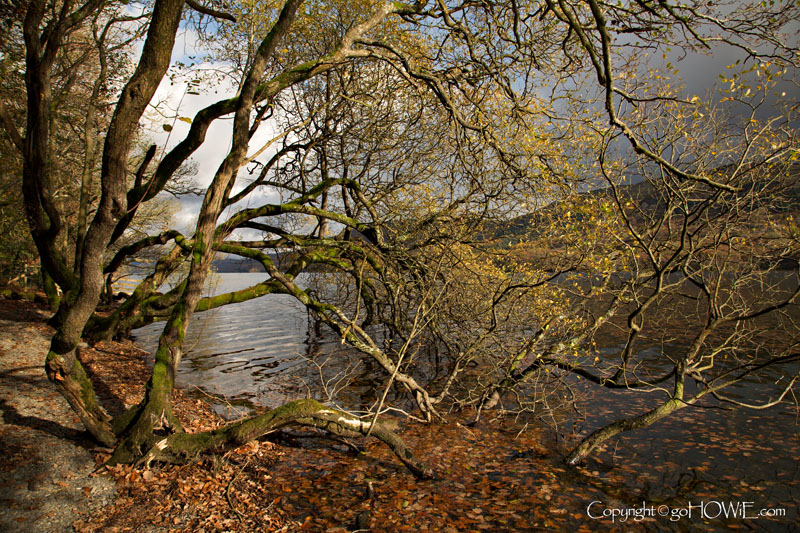 Autumn tree and lake, Thirlemere, Lake District