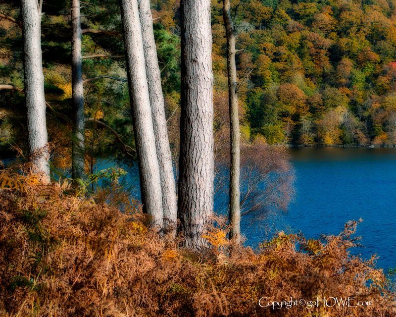 Autumn trees, bracken and lake, Thirlemere, Lake District