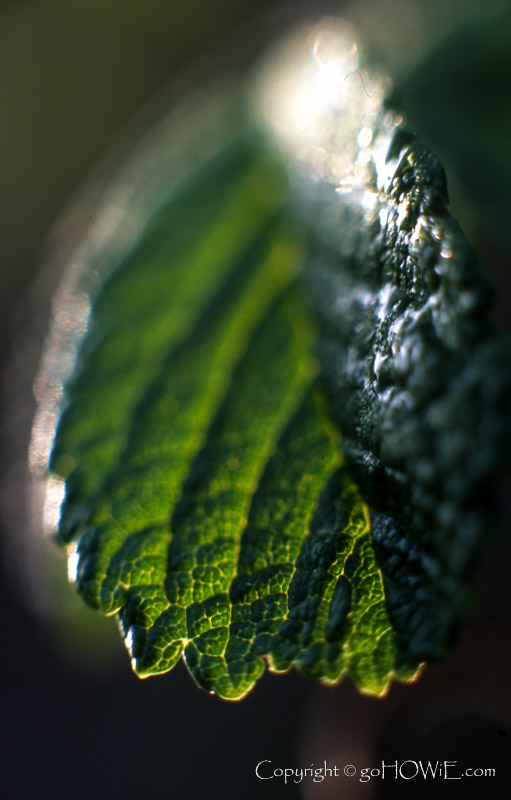 Close up photo of leaf