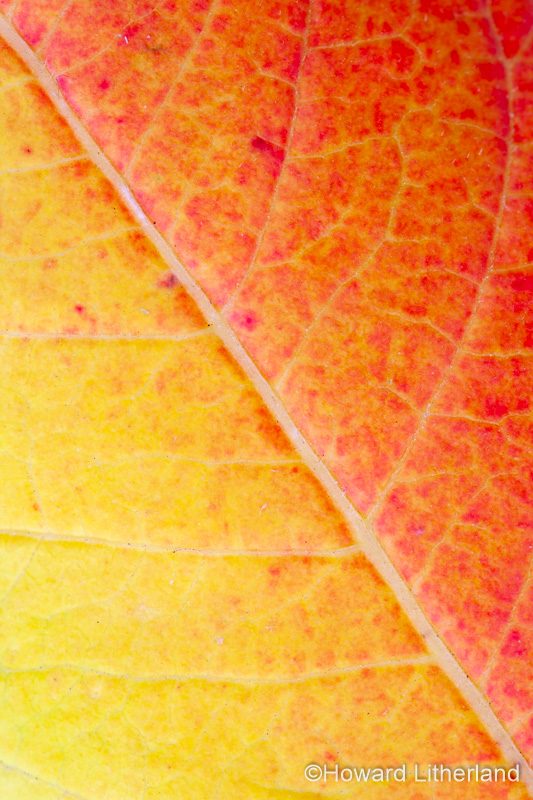 Close up of leaf in vibrant autumn colours