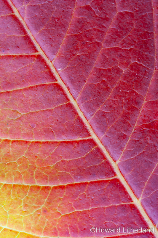 Close up of leaf in vibrant autumn colours