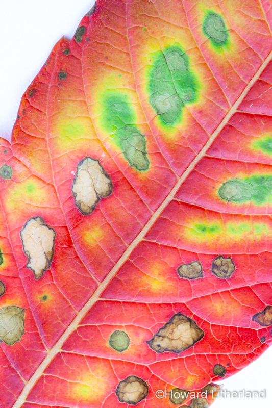 Close up of leaf in vibrant autumn colours
