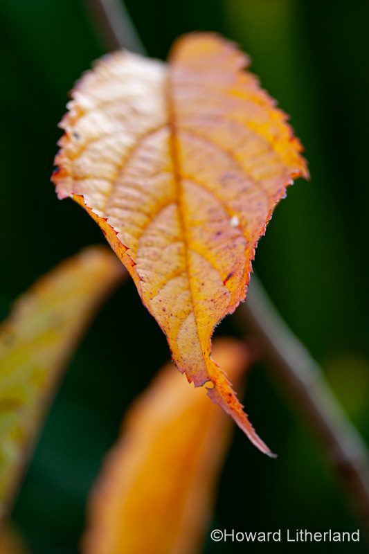 Close up of leaf in autumn colours