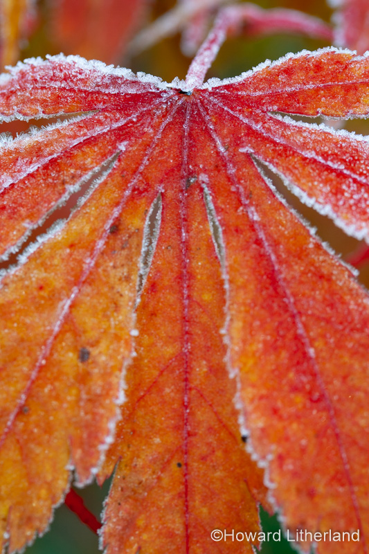 Leaf in winter with frost