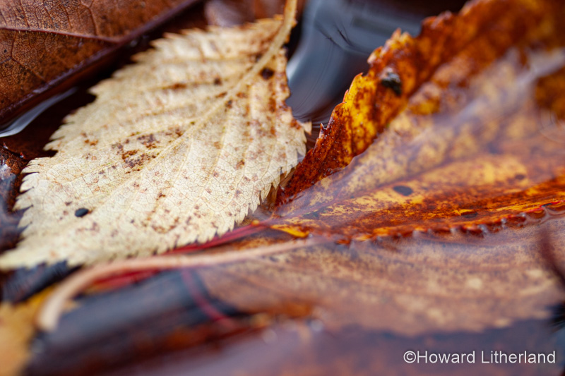 Fallen autumn leaves in water