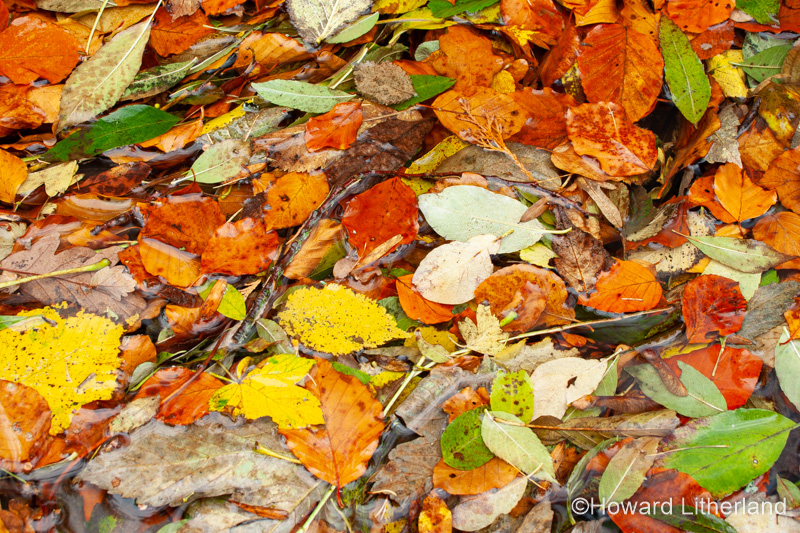 Fallen leaves in autumn colours