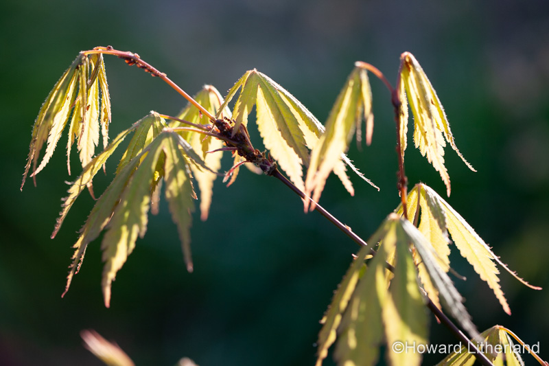 Sunlit leaves in spring