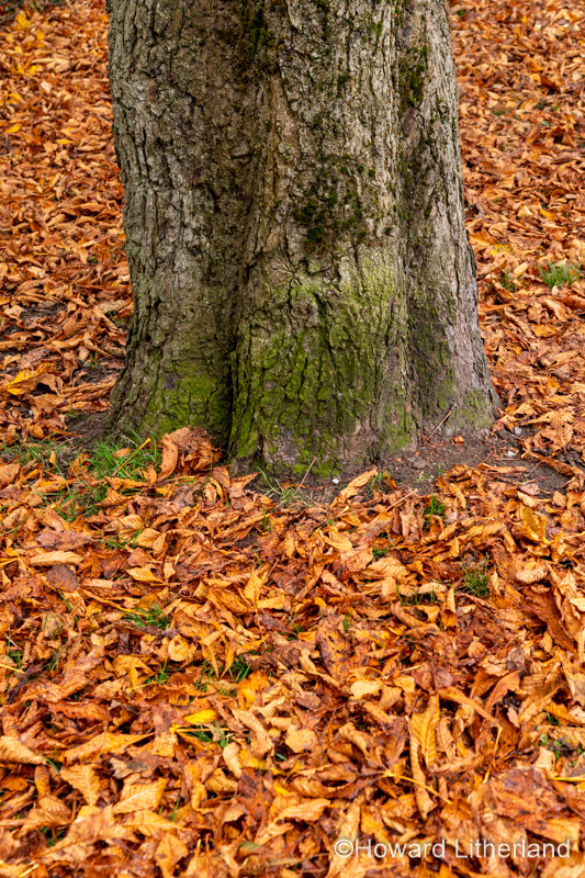 Autumn leaves and tree trunk, Wepre Park, North Wales