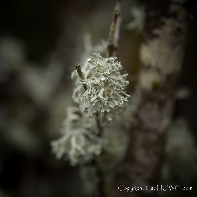 Lichen at Alwen Reservoir, North Wales