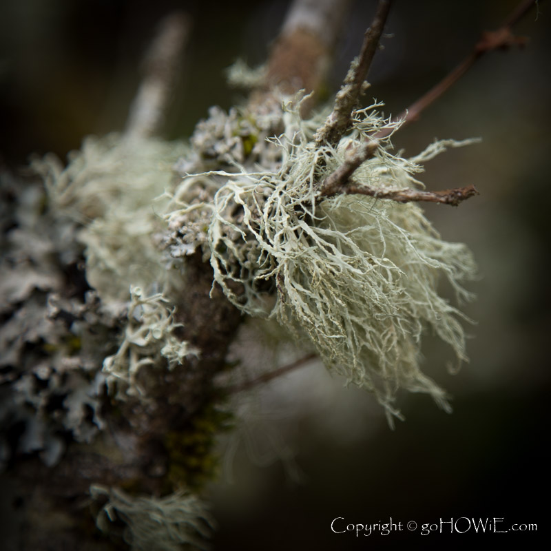 Lichen at Alwen Reservoir, North Wales