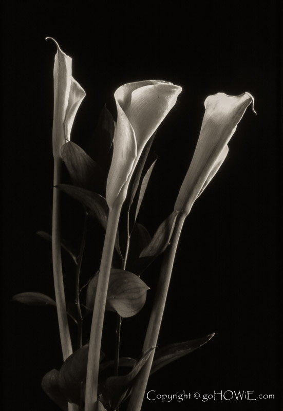 Three lilies in monochrome